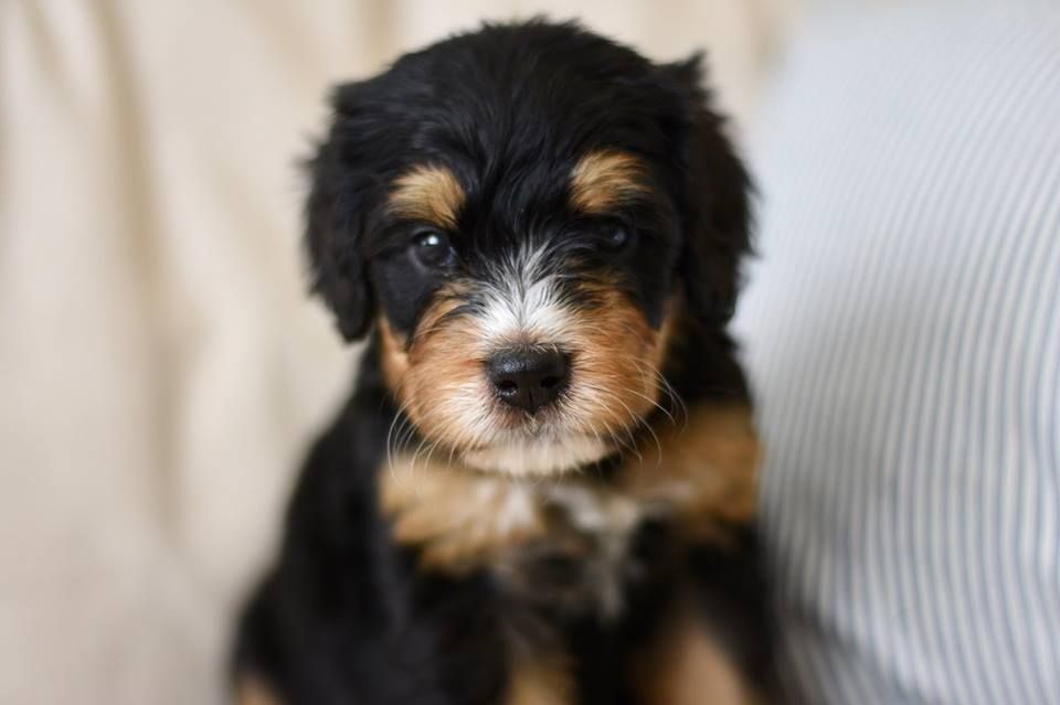 Bernedoodle Puppy Sitting on a Couch