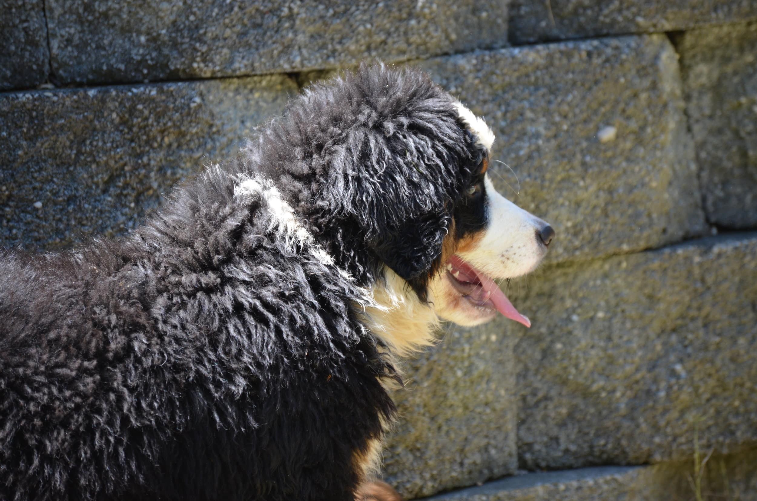 Bella. the Bernese Mountain Dog