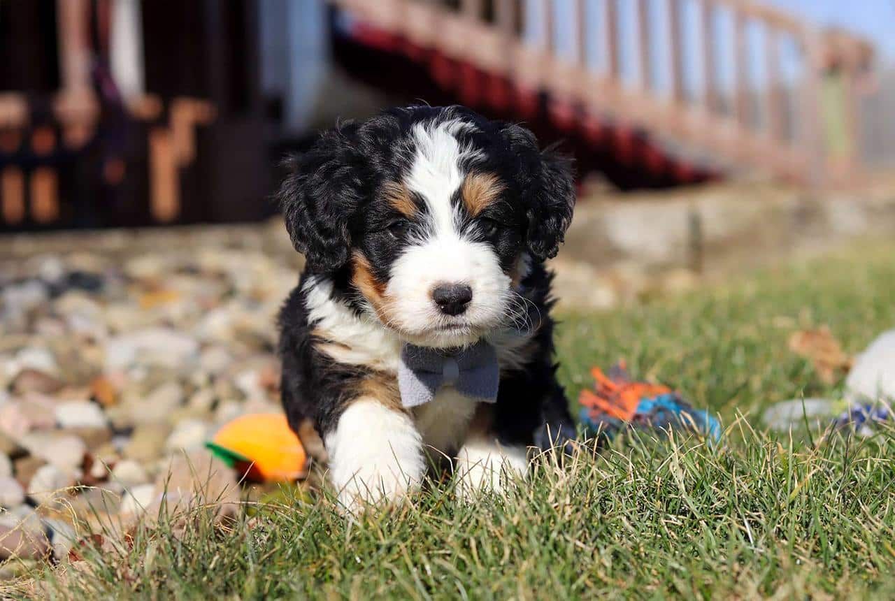 A beautiful Ultra Berne Doodle puppy