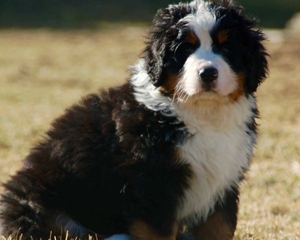 Apply - Bella as a Puppy