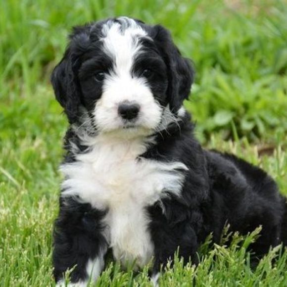 Zander, an Adorable Bernedoodle Puppy