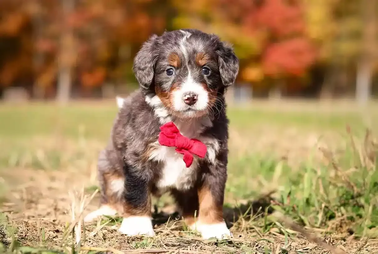 Grooming a Bernedoodle