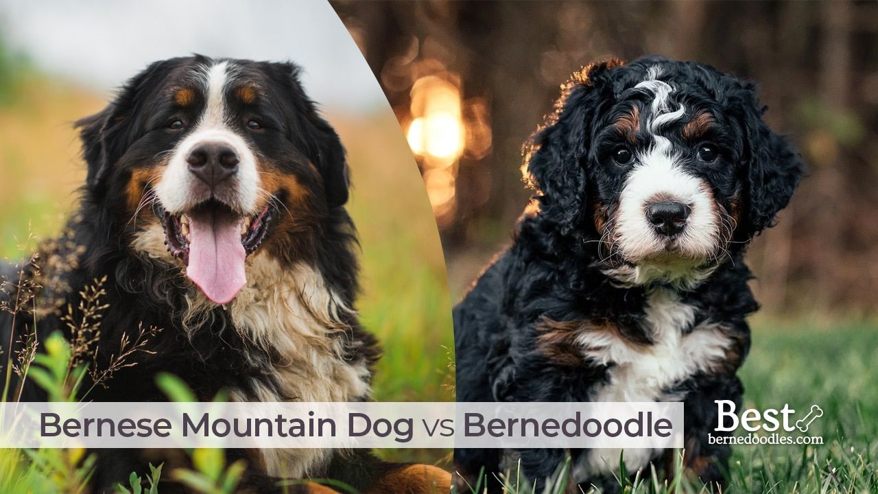 Bernese Mountain Dog vs Bernedoodle