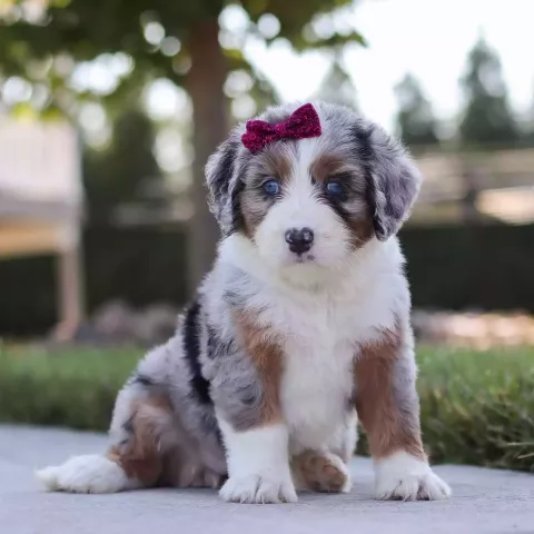 Merle Phantom Tri-color Bernedoodle Price - Edelweiss