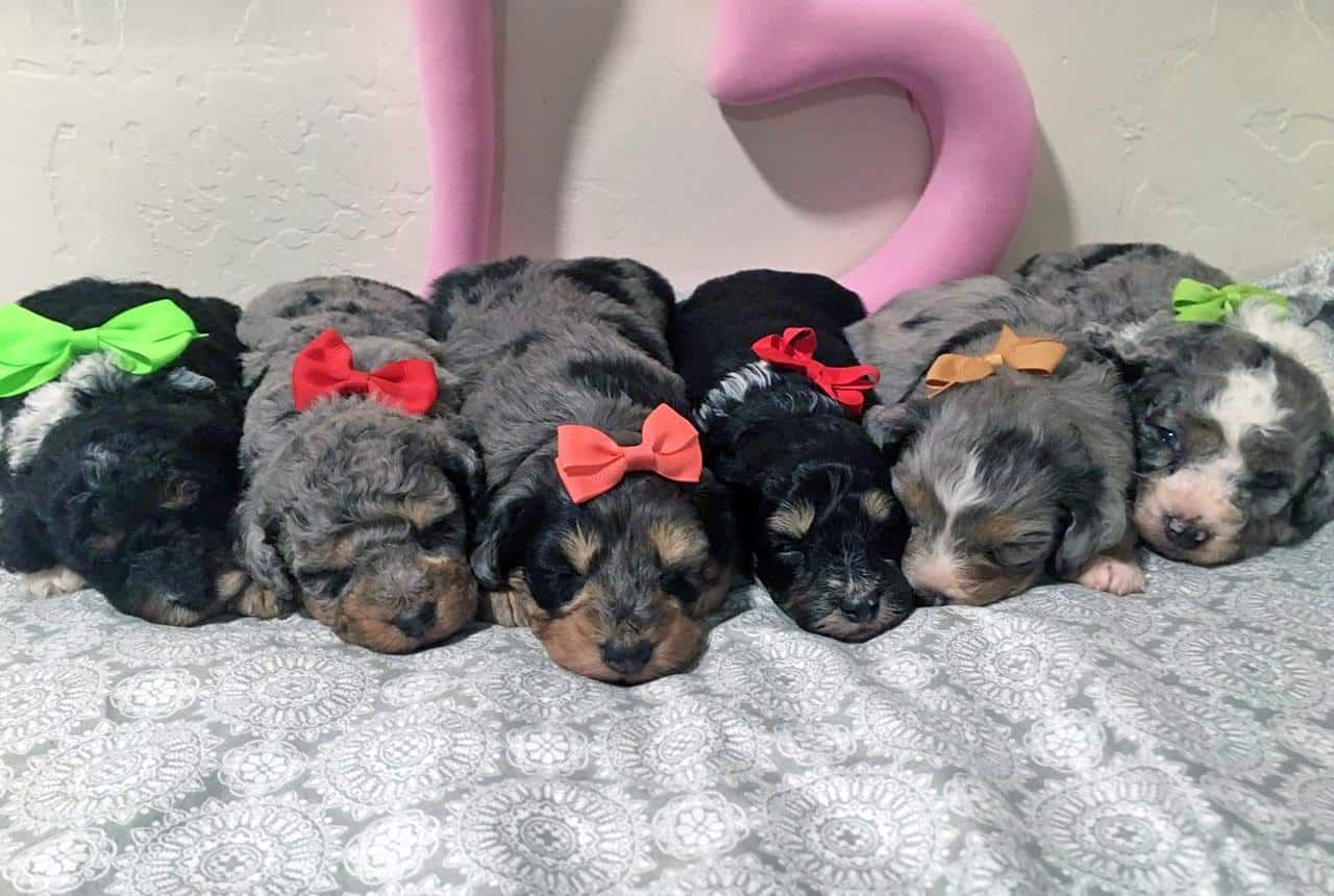 F1b Bernedoodle Puppies Litter