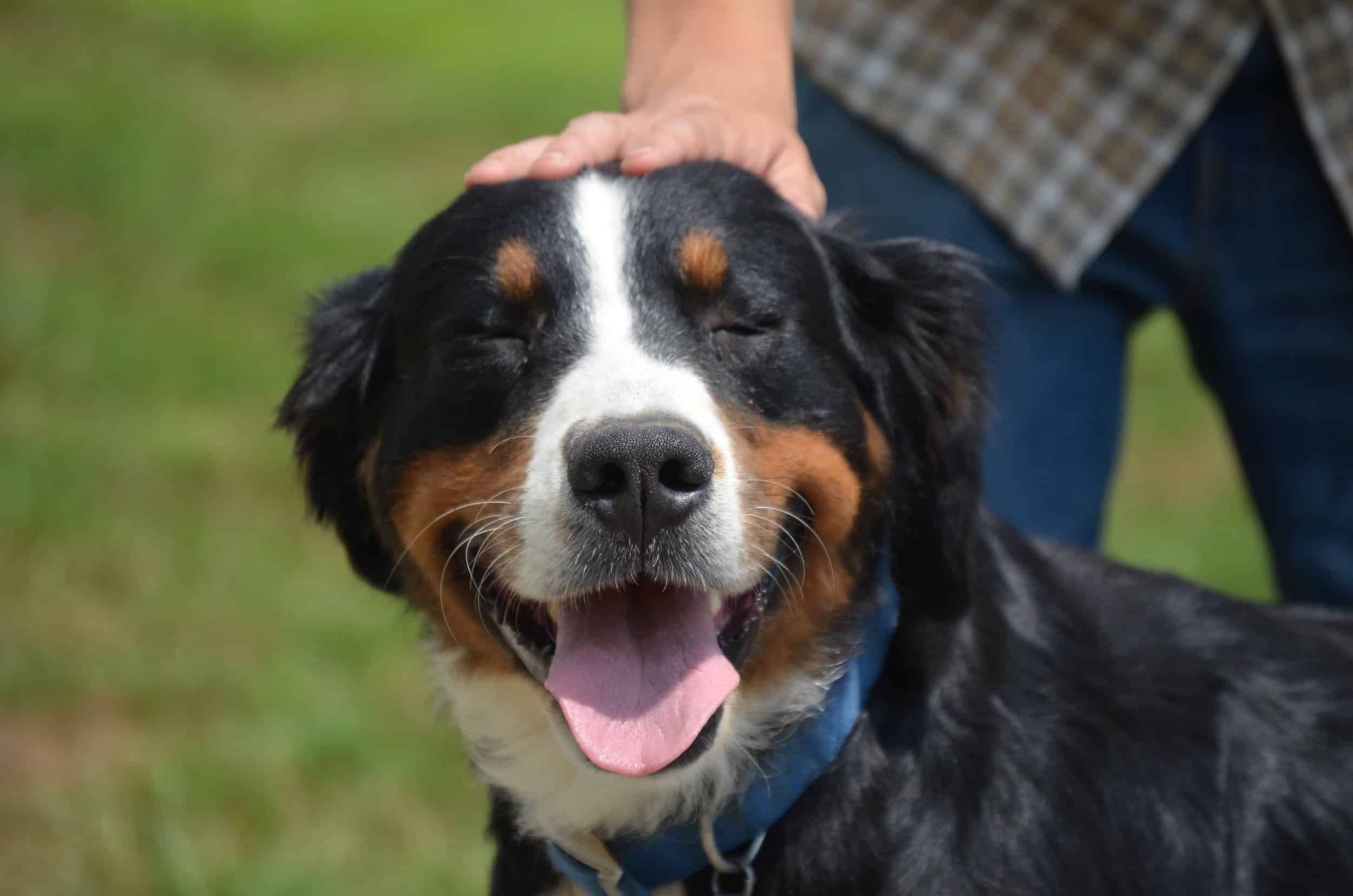 Tracy, the Bernese Mountain Dog-3
