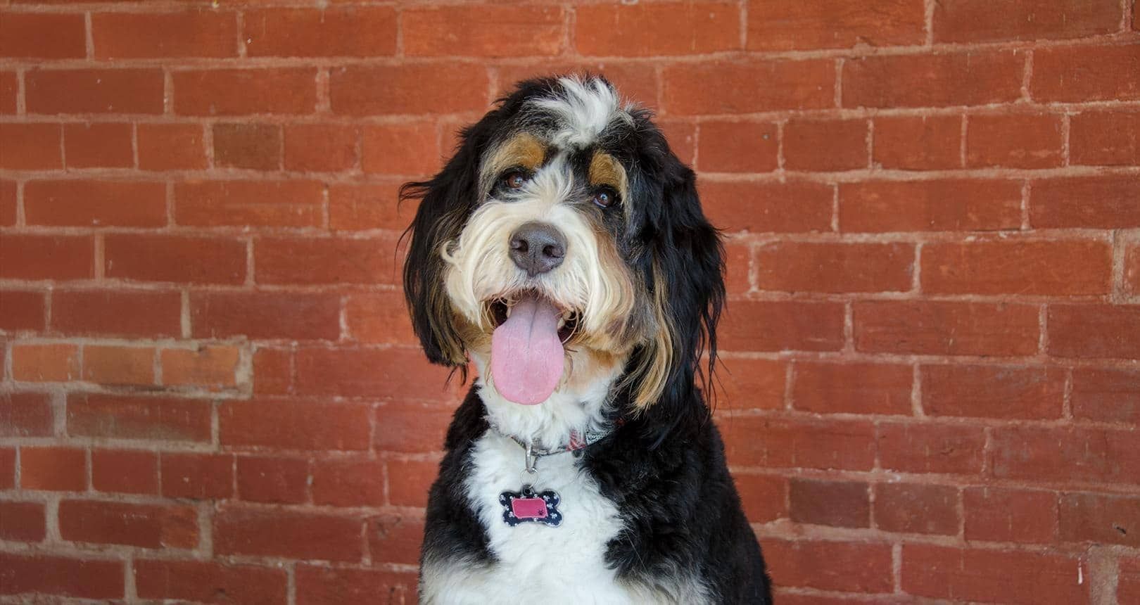 Mini Bernedoodle Full Grown
