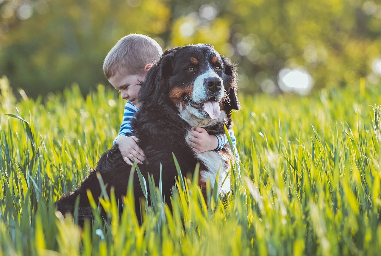 What Is A Bernese Mountain Dog? Best Bernedoodles