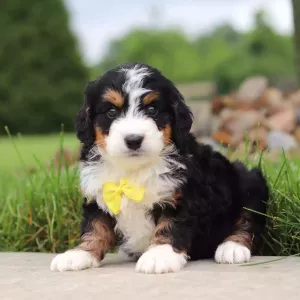 Bernedoodle Puppy - Vance