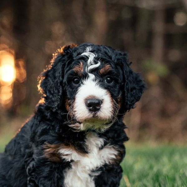 Bernedoodle Puppies for Sale in South Carolina