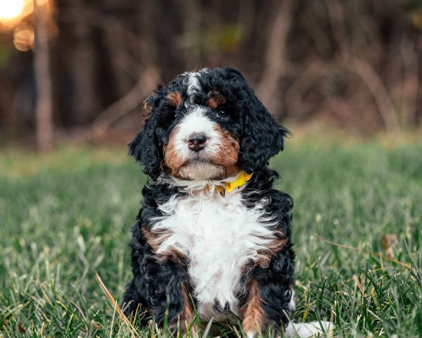 Best Bernedoodle Puppy Pricing