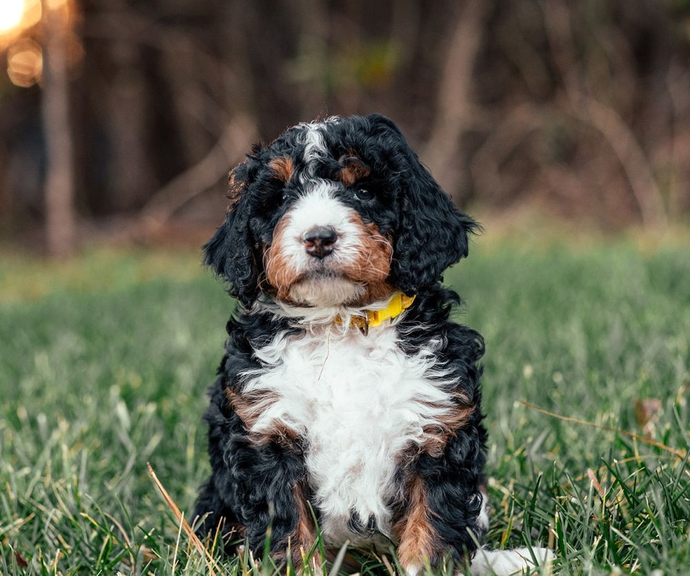 Best Bernedoodle Puppy Pricing