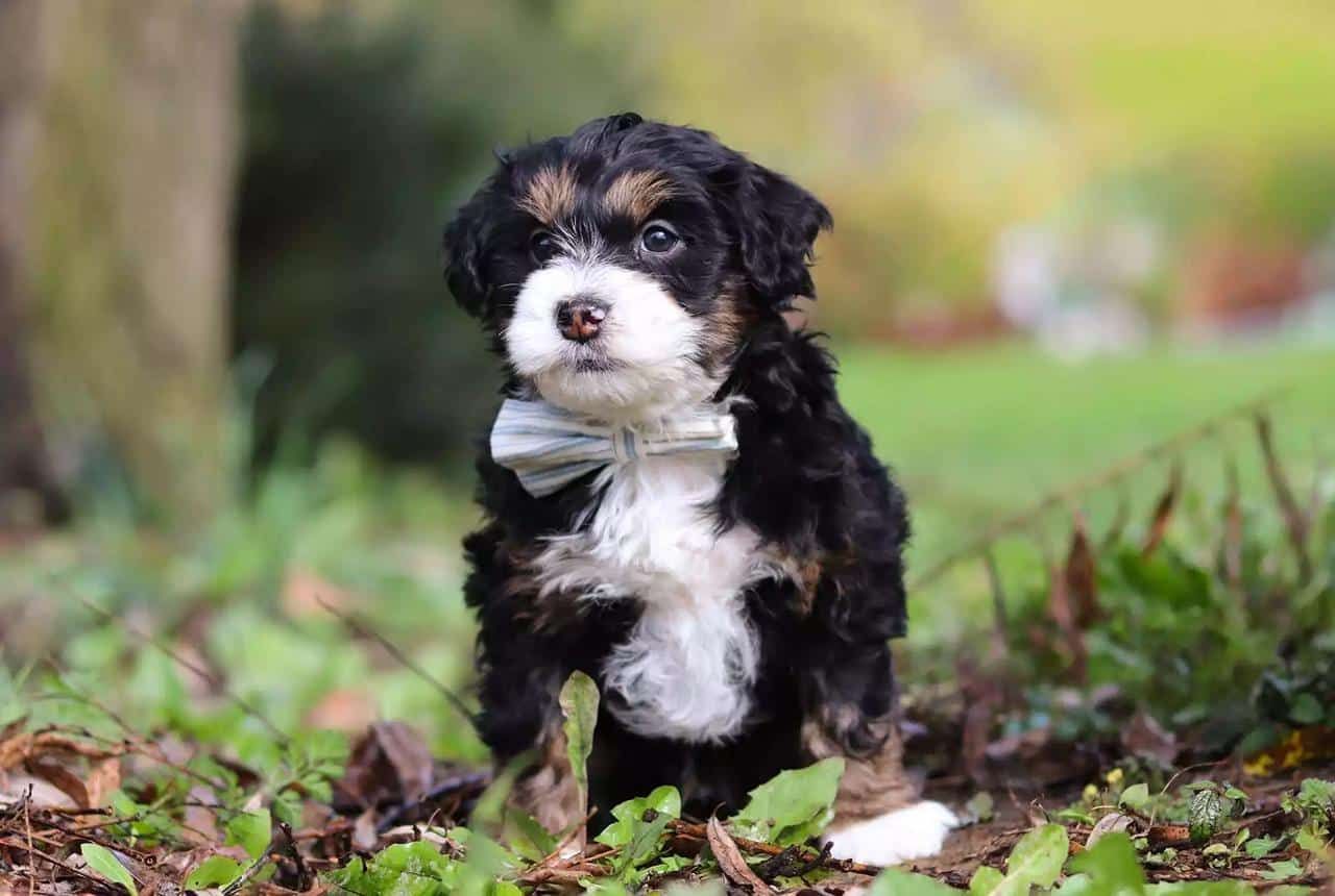 Are Bernedoodles Hypoallergenic - Mini Bernedoodles Hypoallergenic