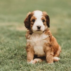 Red-White Bernedoodle