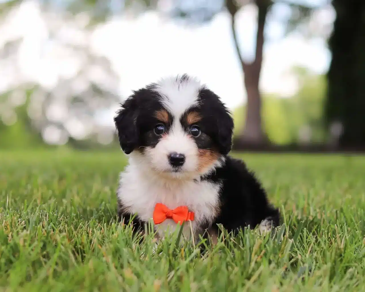 how to train a bernedoodle
