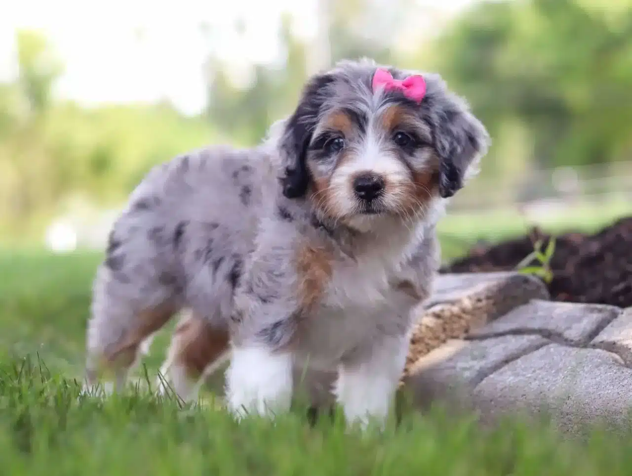 bernedoodle training
