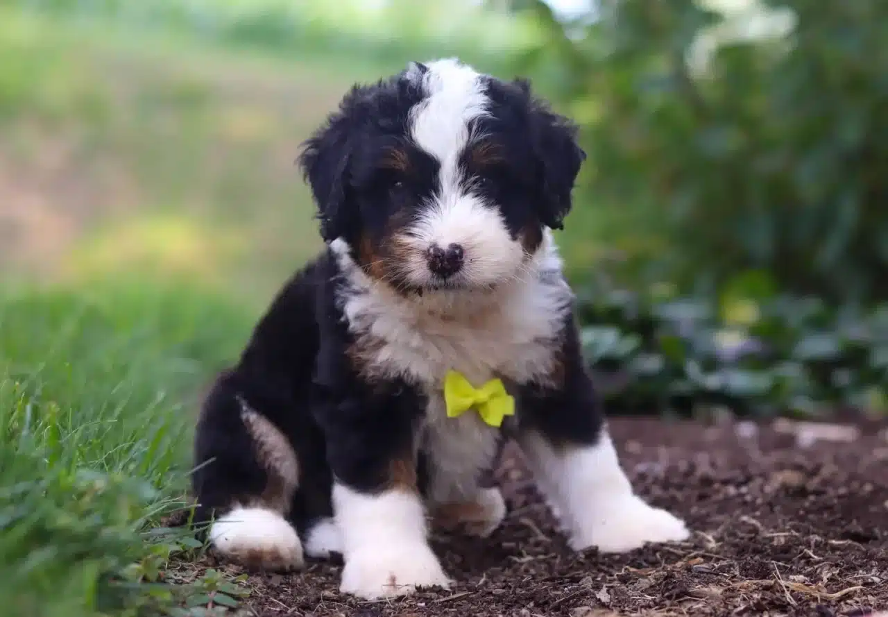 bernedoodle puppies