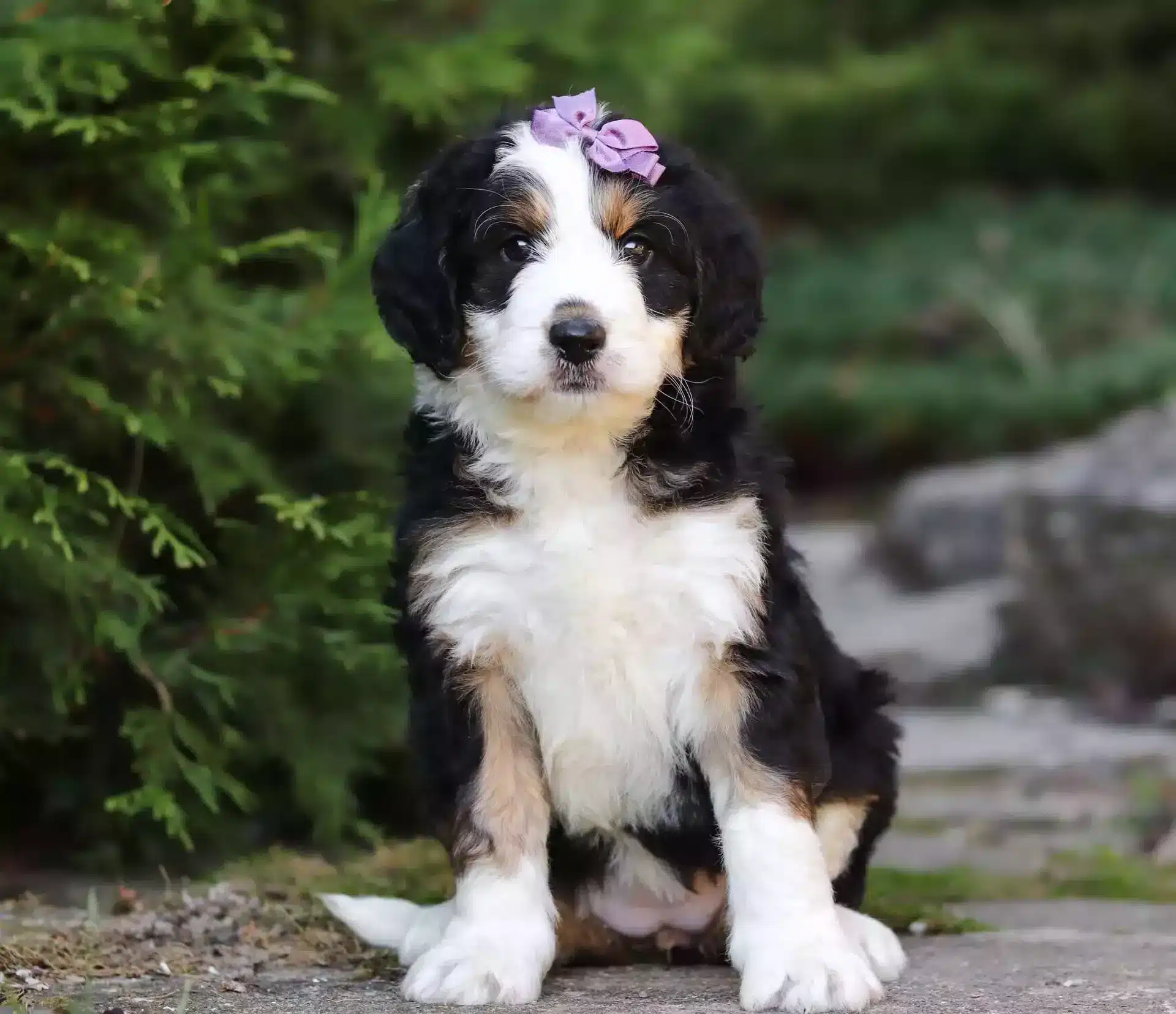Bernedoodle Sitting in a garden
