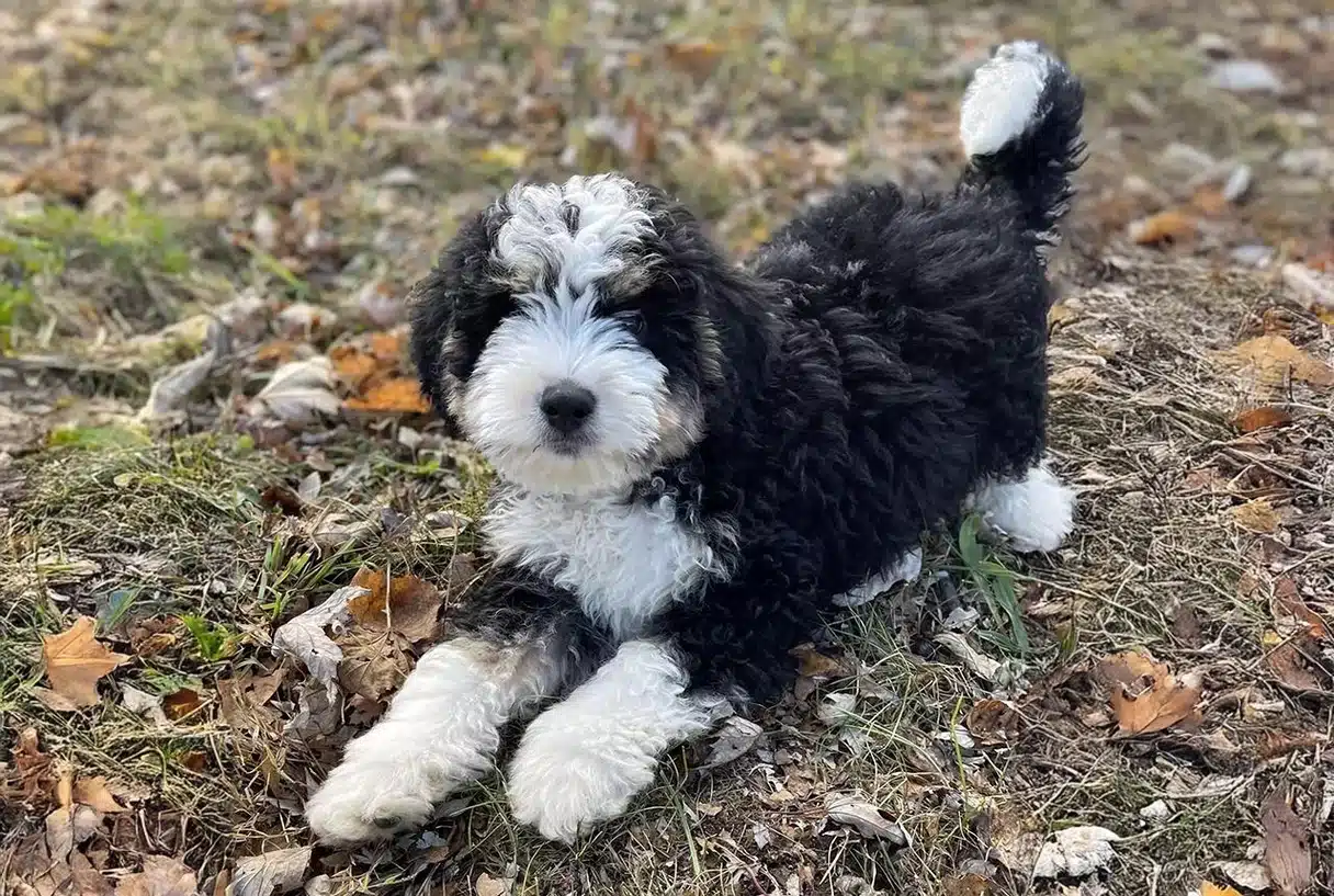 Bernedoodle Grooming guide and care