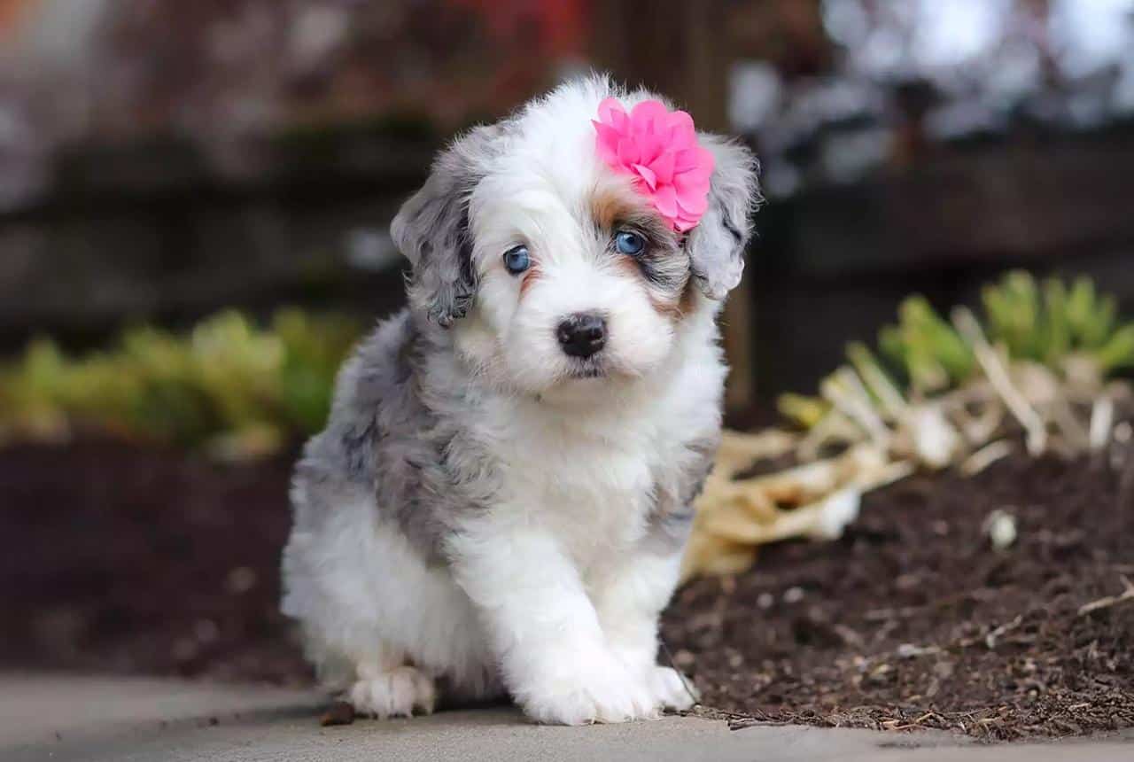 Bernedoodle Lifespan