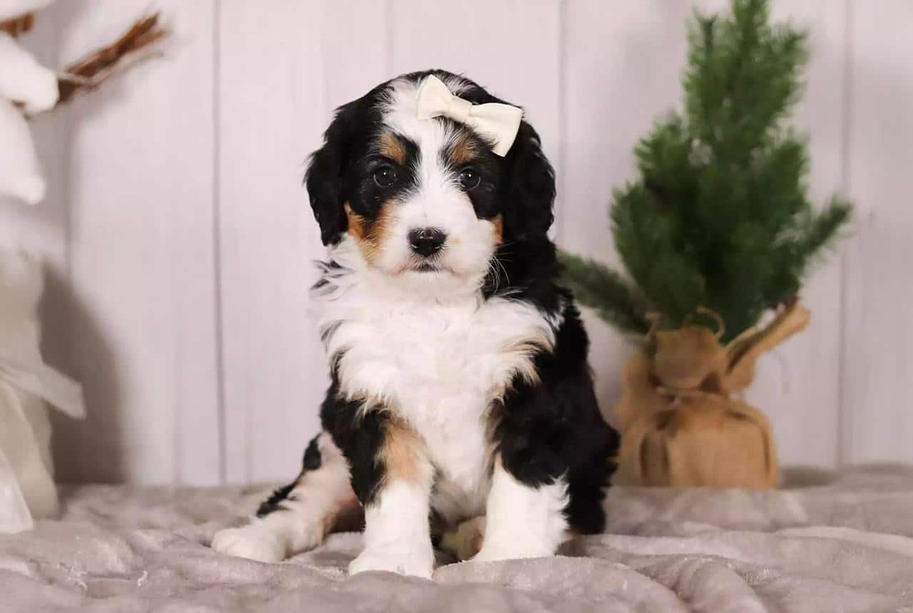 Tri-color Bernedoodle Puppy