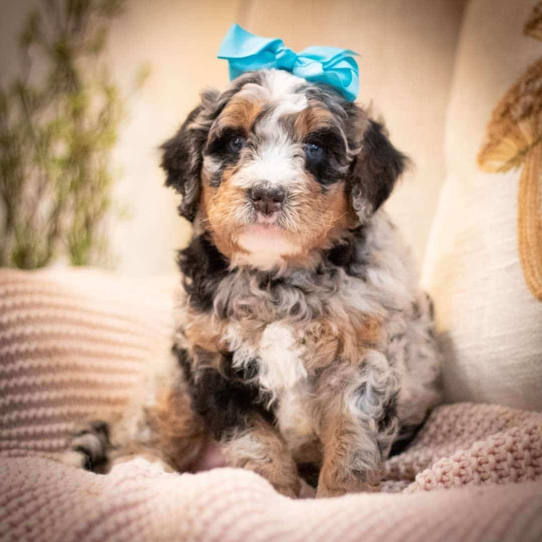 Chocolate Merle Bernedoodle Puppy