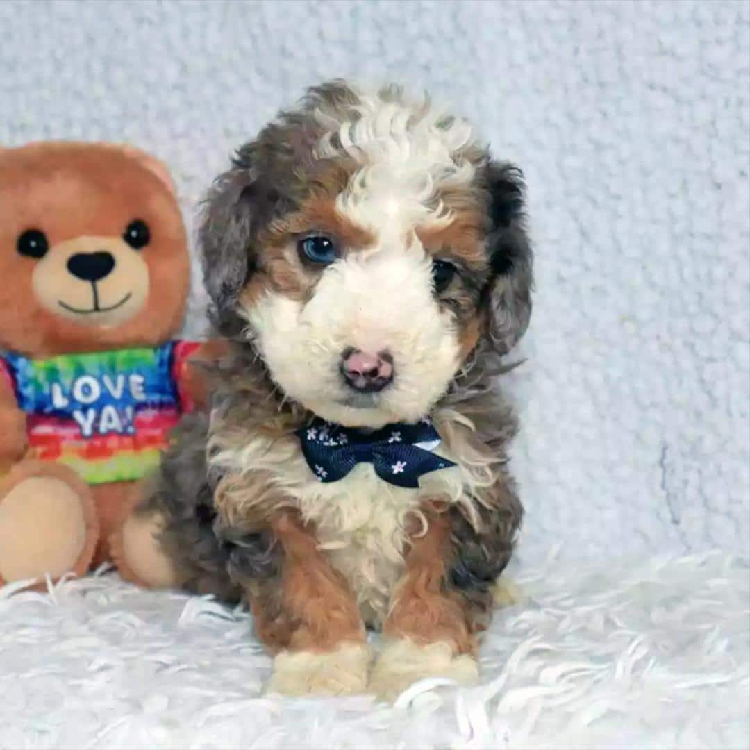 Beautiful colored Micro mini bernedoodle puppy