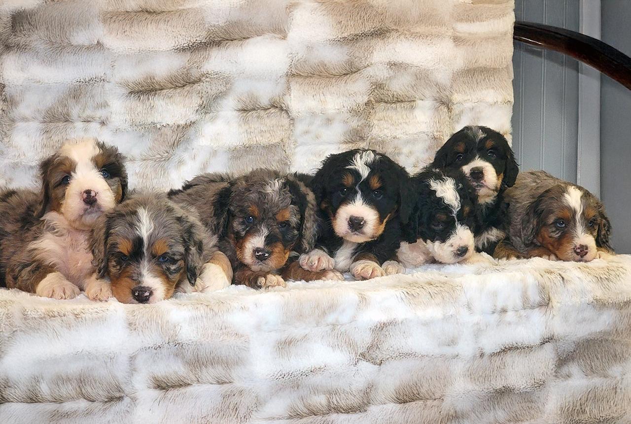 Bernedoodle F1b generation puppies