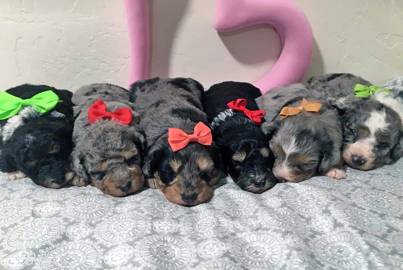 F1b Bernedoodle Puppies Litter