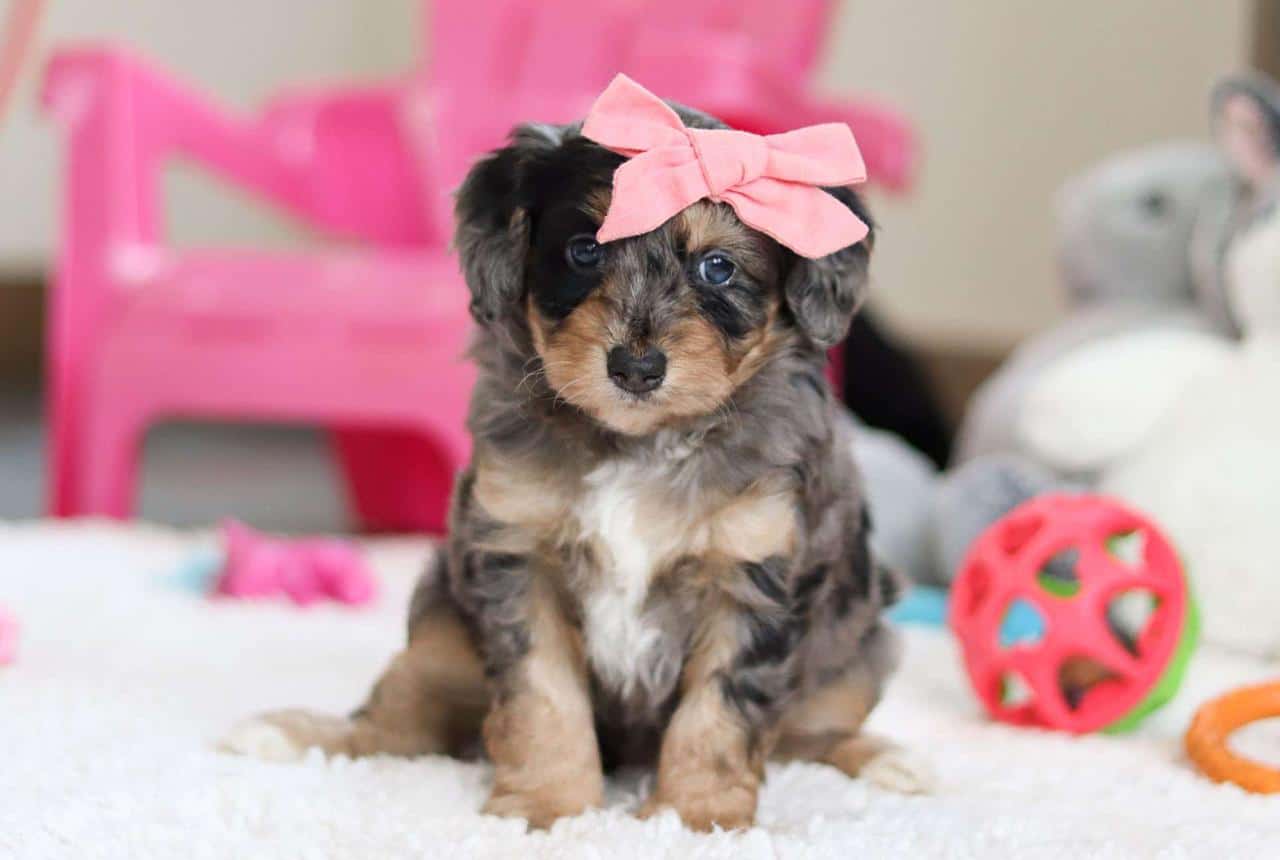 F1b Generation Bernedoodle