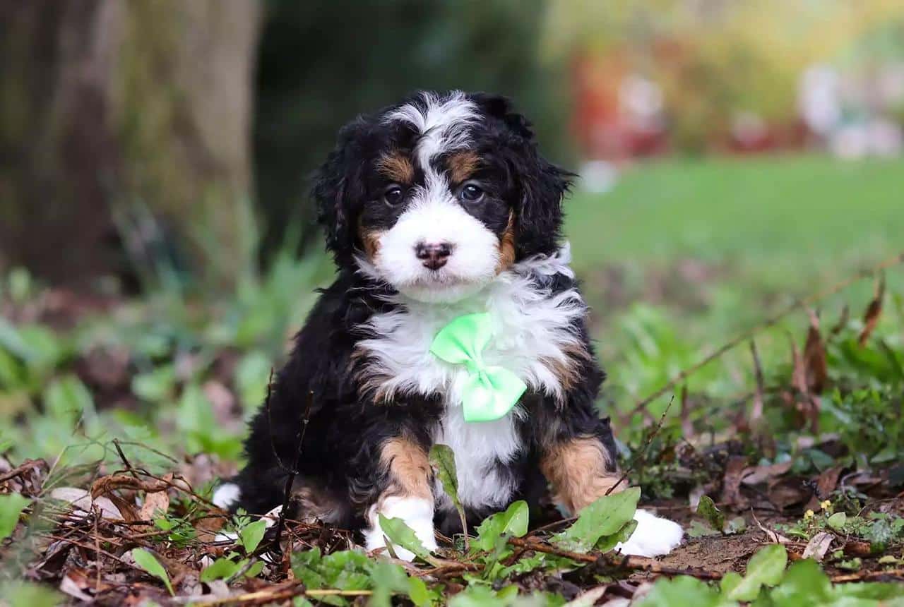 Hypoallergenic Bernedoodle Puppy
