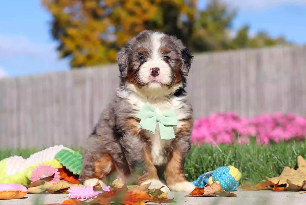 Allergy Friendly Bernedoodle Puppy